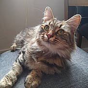 Mila is registered to the contest to win money with this photo: abyssinian, angora, animal, architecture, armchair, building, cat, chair, couch, furniture, hardwood, indoors, kitten, livingroom, manx, pet, plywood, room, siamese, wood