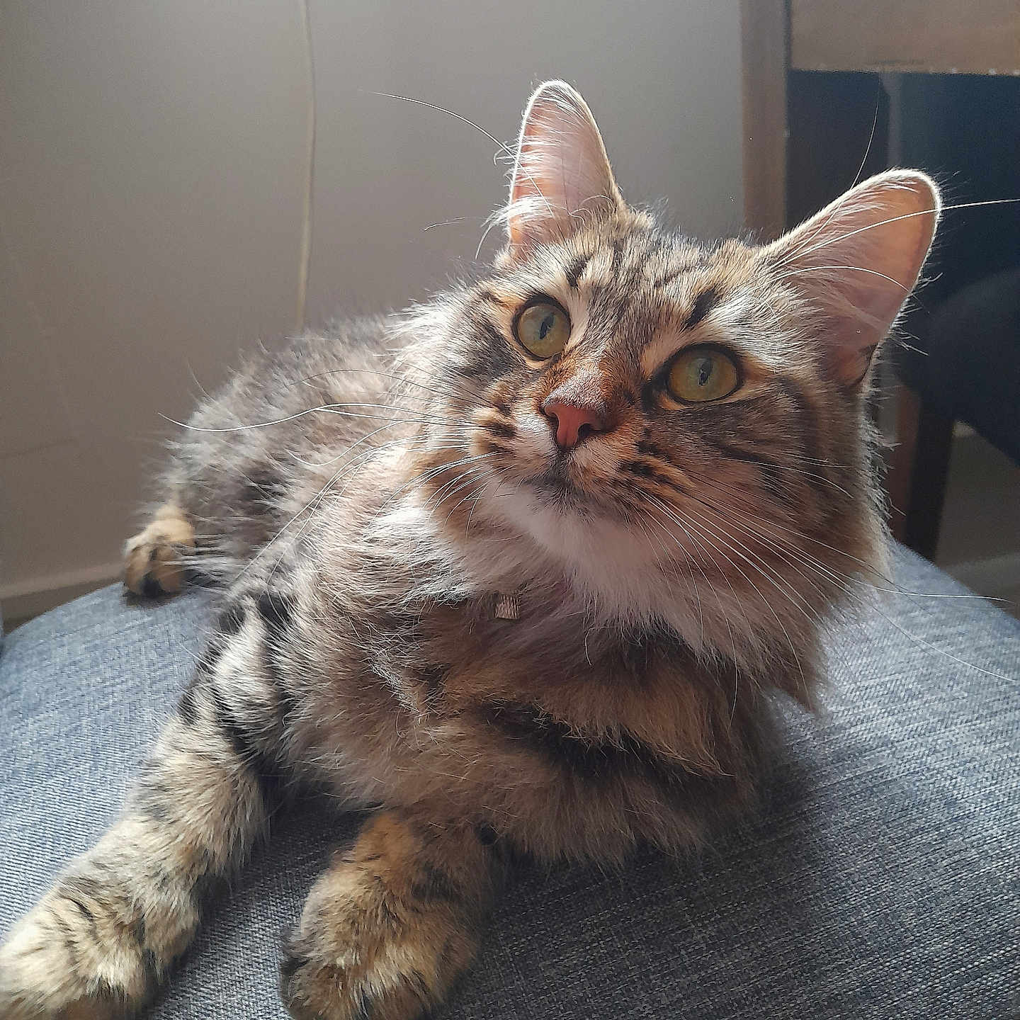 Mila is registered to the contest to win money with this photo: abyssinian, angora, animal, architecture, armchair, building, cat, chair, couch, furniture, hardwood, indoors, kitten, livingroom, manx, pet, plywood, room, siamese, wood