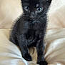 Sin is registered to the contest to win money with this photo: black_kitten, cat, kitten, pet, animal, feline, cute, young, small, fur, whiskers, ears, eyes, sitting, indoor, soft, fabric, light, curious, adorable