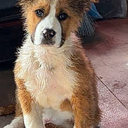 Sin joined the competition — help win amazing prizes! puppy, dog, sitting, fur, brown, white, ears, paws, floor, concrete, broom, tools, indoors, pet, cute, young, animal, looking, attention, portrait