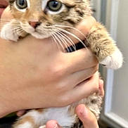 Mazzy is registered to the contest to win money with this photo: adorable, cat, close_up, domestic, door, ears, eyes, feline, fur, holding, human_hand, indoor, kitten, kitten_face, paws, pet, portrait, thumb, whiskers, young