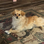 Sparkles joined the competition — help win amazing prizes! animal, brown, calm, carpet, cozy, dog, domestic, floor, fluffy, fur, home, indoor, looking_at_camera, lying_down, pet, relaxed, small_dog, toy, white, wooden_floor