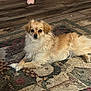 animal, brown, calm, carpet, cozy, dog, domestic, floor, fluffy, fur, home, indoor, looking_at_camera, lying_down, pet, relaxed, small_dog, toy, white, wooden_floor