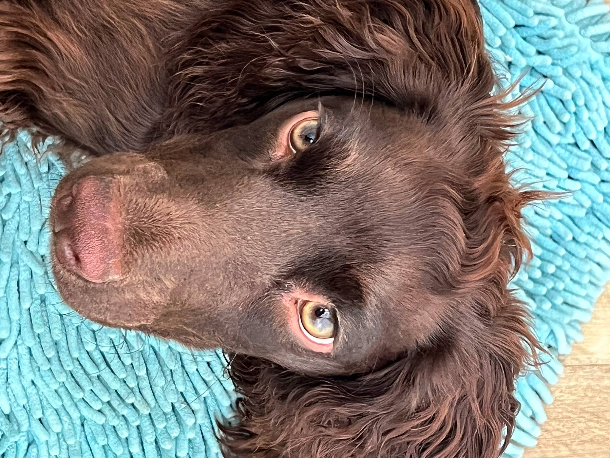 Mj joined the competition — help win amazing prizes! canidae, carnivore, close_up, companion_dog, dog, dog_breed, fur, gun_dog, hunting_dog, liver, retriever, snout, spaniel, sporting_group, terrestrial_animal, whiskers, working_animal