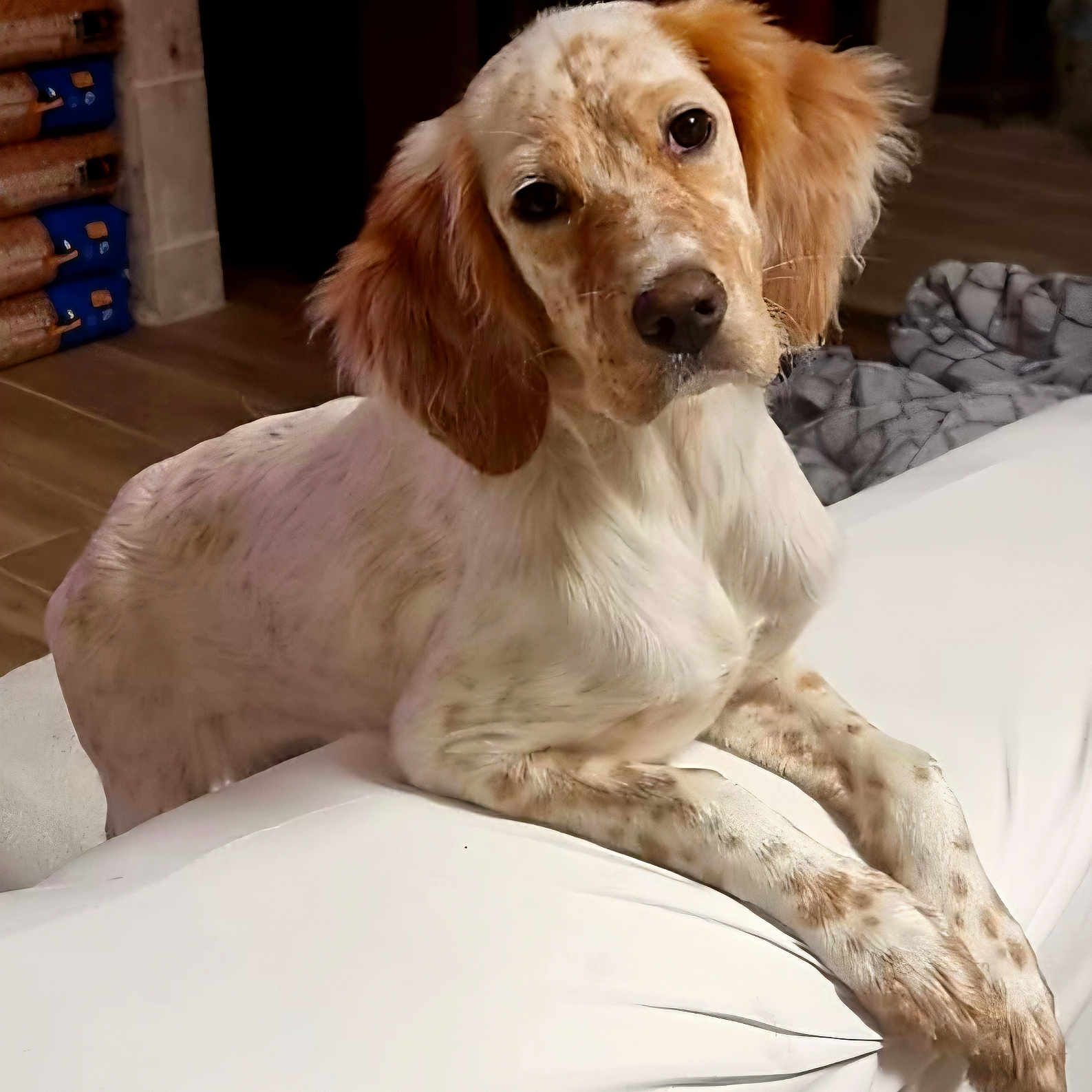 Ava a rejoint le concours — aidez-le/la à gagner de superbes lots ! animal, blanket, canine, companion, curious, dog, domestic_animal, ears, fur, head_tilt, house, indoor, leaning, looking, mammal, pet, resting, speckled_fur, white_surface, wooden_floor