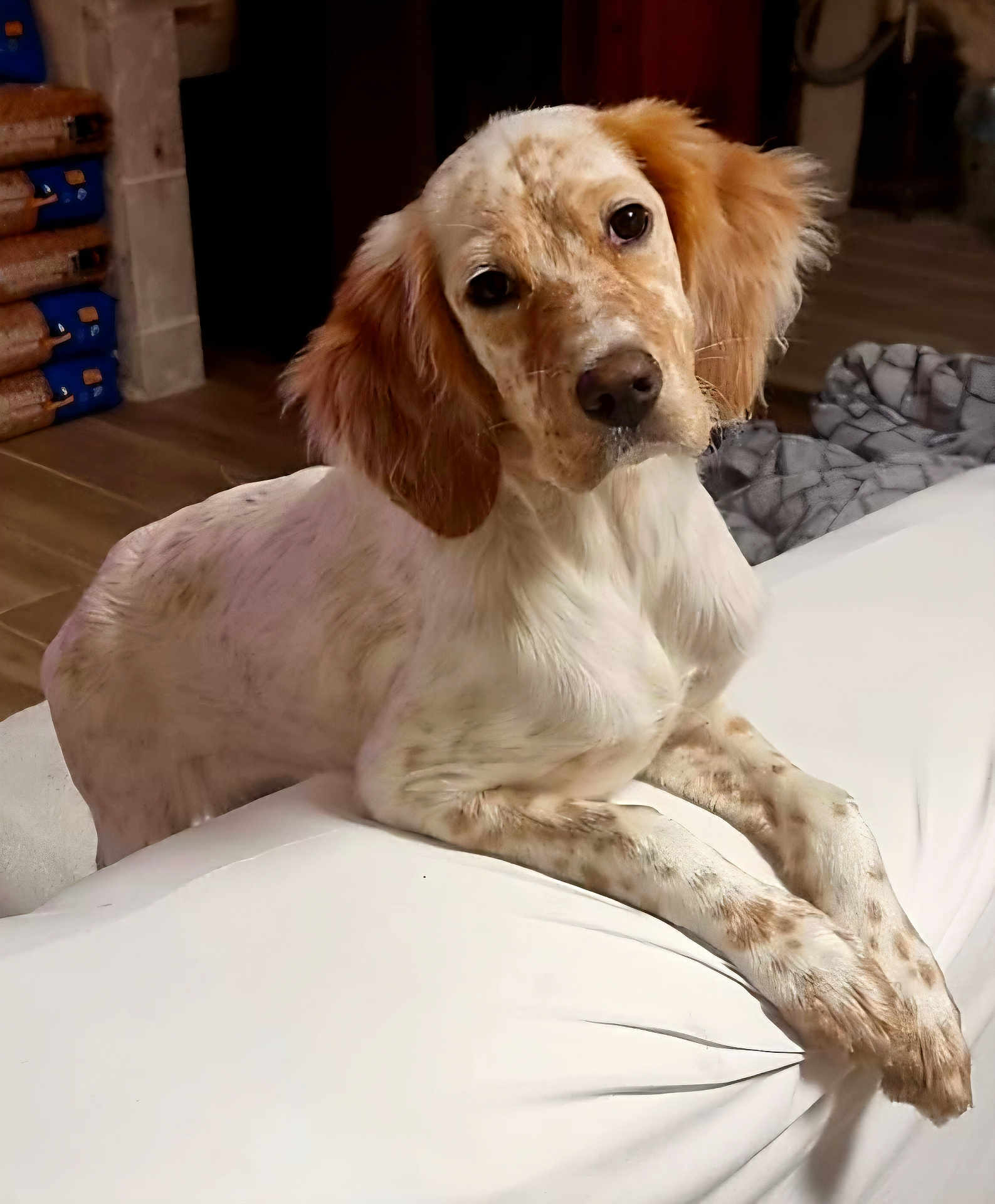 Ava a rejoint le concours — aidez-le/la à gagner de superbes lots ! dog, indoor, animal, white_surface, wooden_floor, blanket, curious, leaning, speckled_fur, pet, ears, head_tilt, mammal, domestic_animal, fur, canine, house, resting, looking, companion