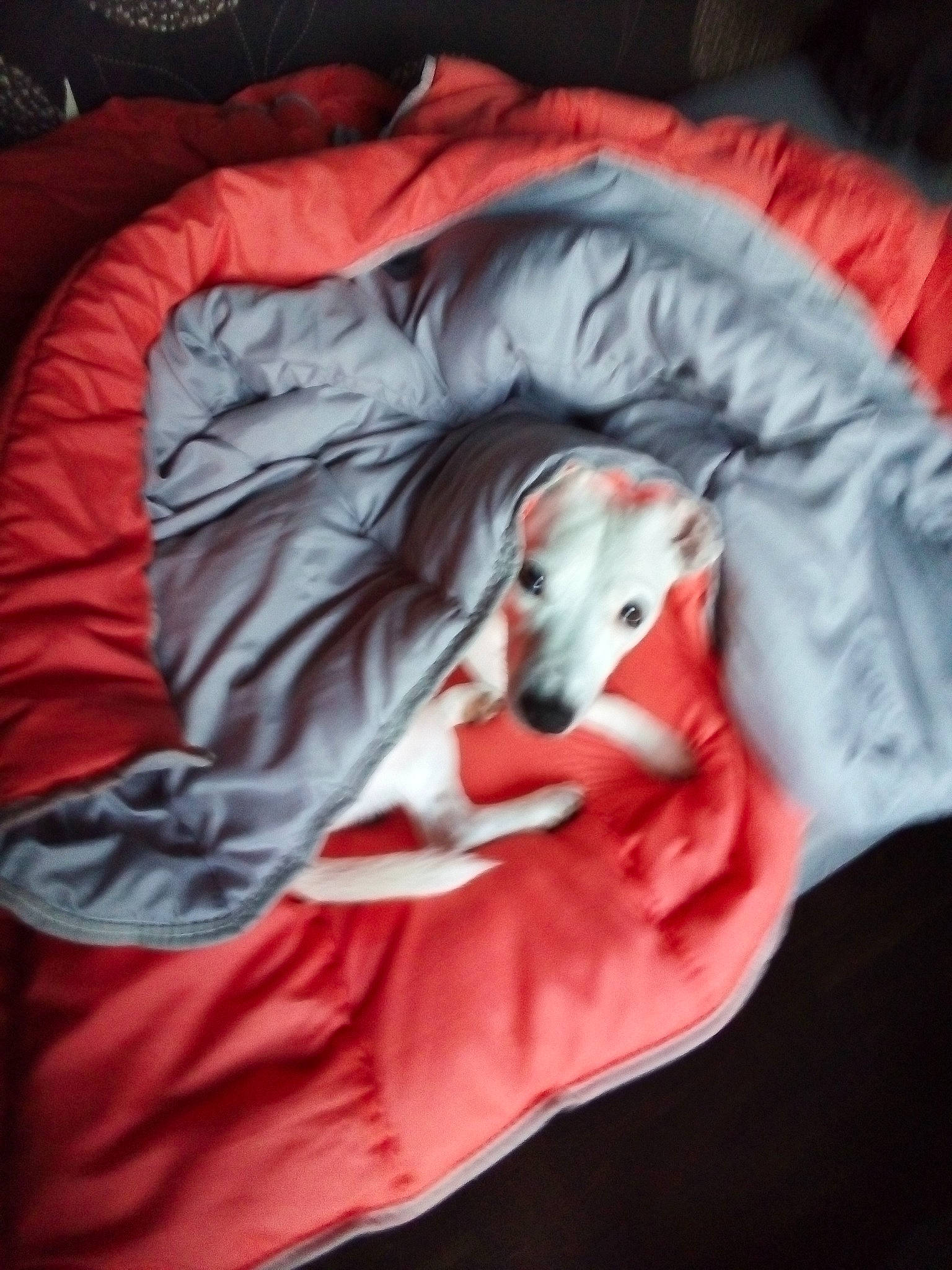 Capone participe au concours pour gagner de l'argent avec cette photo : bed_sheet, blanket, canidae, carnivore, dog, dog_bed, dog_breed, greyhound, italian_greyhound, linens, lurcher, nap, sighthound, whippet