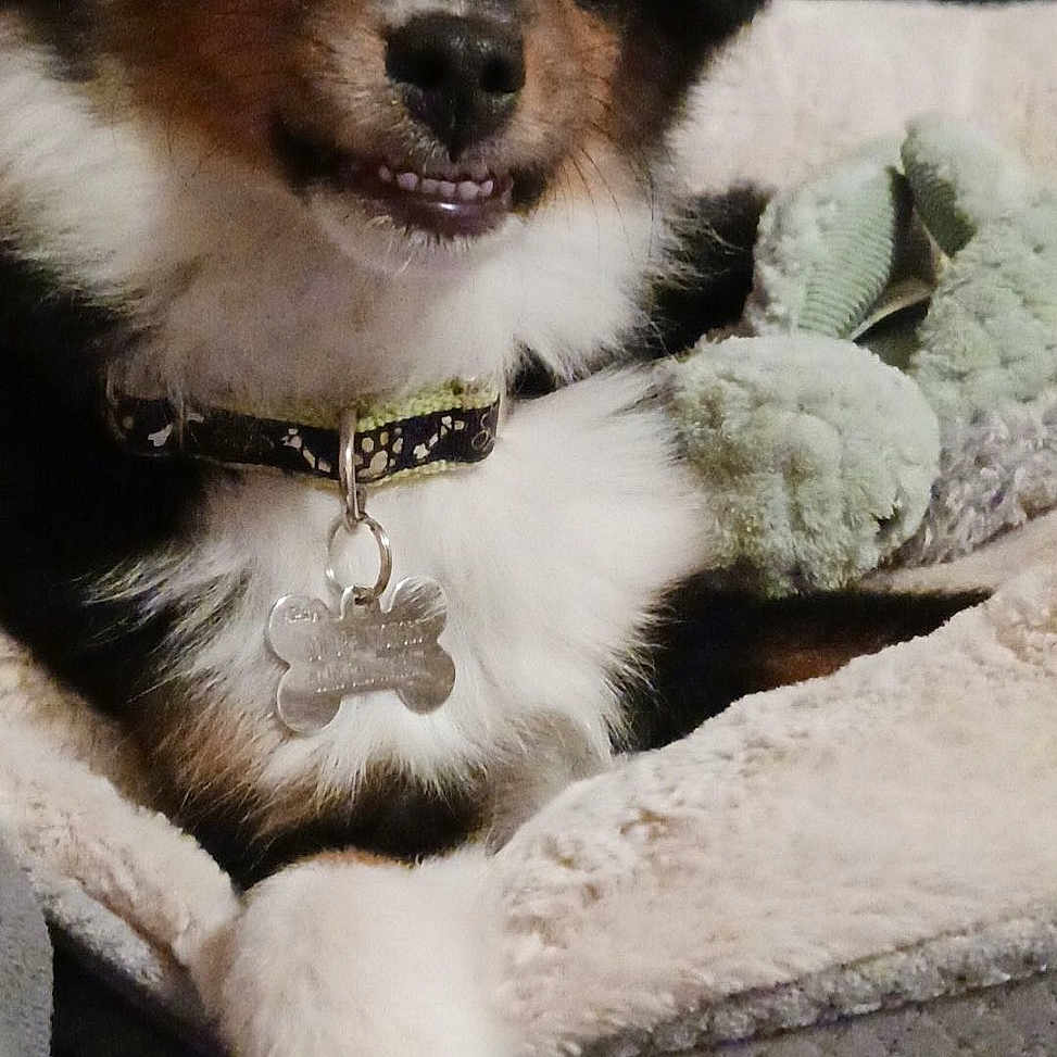 Ranger is registered to the contest to win money with this photo: accessories, animal, ball, canine, cat, cockerspaniel, collar, collie, couch, dog, furniture, homedecor, hound, papillon, pet, puppy, sport, strap, tennis, tennisball