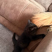 Magpie is registered to the contest to win money with this photo: black_kitten, dog_tail, brown_couch, carpet, pet_interaction, playful, indoor, furniture, cozy, animal, small_cat, large_dog, paw, tail, living_room, cute, furry, resting_dog, soft_texture, household