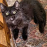 Magpie joined the competition — help win amazing prizes! black_cat, kitten, cat, furniture, chair, cushion, wood, floor, indoor, pet, animal, fur, curious_eyes, resting, cozy, patterned, domestic, cute, small, young