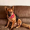 Hope joined the competition — help win amazing prizes! dog, german_shepherd, bandana, brown_couch, leather, indoor, pet, animal, sitting, calm, fur, ears, tail, tapestry, wall, home, cozy, portrait, domestic, companion