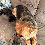 Hope joined the competition — help win amazing prizes! dog, kitten, black_cat, couch, living_room, pet, animal, furniture, relaxing, companion, brown_dog, beige_couch, indoor, cute, sleeping, small_cat, large_dog, domestic_animal, cozy, friendship