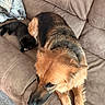 dog, kitten, black_cat, couch, living_room, pet, animal, furniture, relaxing, companion, brown_dog, beige_couch, indoor, cute, sleeping, small_cat, large_dog, domestic_animal, cozy, friendship