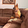 Hope joined the competition — help win amazing prizes! dog, german_shepherd, brown_couch, sectional_sofa, tapestry, wolves, wall_art, living_room, sunlight, indoor, pet, canine, furniture, home_interior, cozy, seated, animal, domestic, relaxed, comfortable