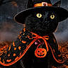 cat, black_cat, halloween, witch_hat, costume, cape, pumpkins, jack_o_lanterns, autumn, forest, night, moonlight, orange, black, pet, animal_portrait, glowing_eyes, spooky, seasonal, fantasy