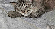 Primo joined the competition — help win amazing prizes! animal, bed, blanket, cat, cozy, cute, domestic_cat, ears, fur, furry, indoor, nap, peaceful, pet, quiet, relaxed, resting, sleeping, soft, whiskers