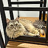Primo is registered to the contest to win money with this photo: animal, cat, chair, cozy, curious, domestic_cat, fluffy, fur, furniture, golden_eyes, indoor, looking, paw, pet, relaxed, sitting, sunlight, tail, whiskers, wood