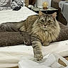 Primo is registered to the contest to win money with this photo: air_purifier, bed, blanket, cat, cozy, curtain, cushion, domestic_animal, fluffy, furniture, gray_cat, home, indoor, lamp, paw, pet, plastic_bag, relaxed, table, wooden_floor