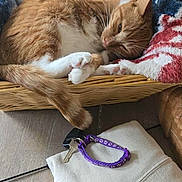 Cheeto joined the competition — help win amazing prizes! cat, orange_cat, basket, blanket, chair, table, keys, keychain, clothing, folded_clothes, indoor, wooden_furniture, relaxed, pet, sleepy, cozy, fur, paw, domestic, home