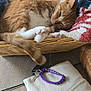 cat, orange_cat, basket, blanket, chair, table, keys, keychain, clothing, folded_clothes, indoor, wooden_furniture, relaxed, pet, sleepy, cozy, fur, paw, domestic, home