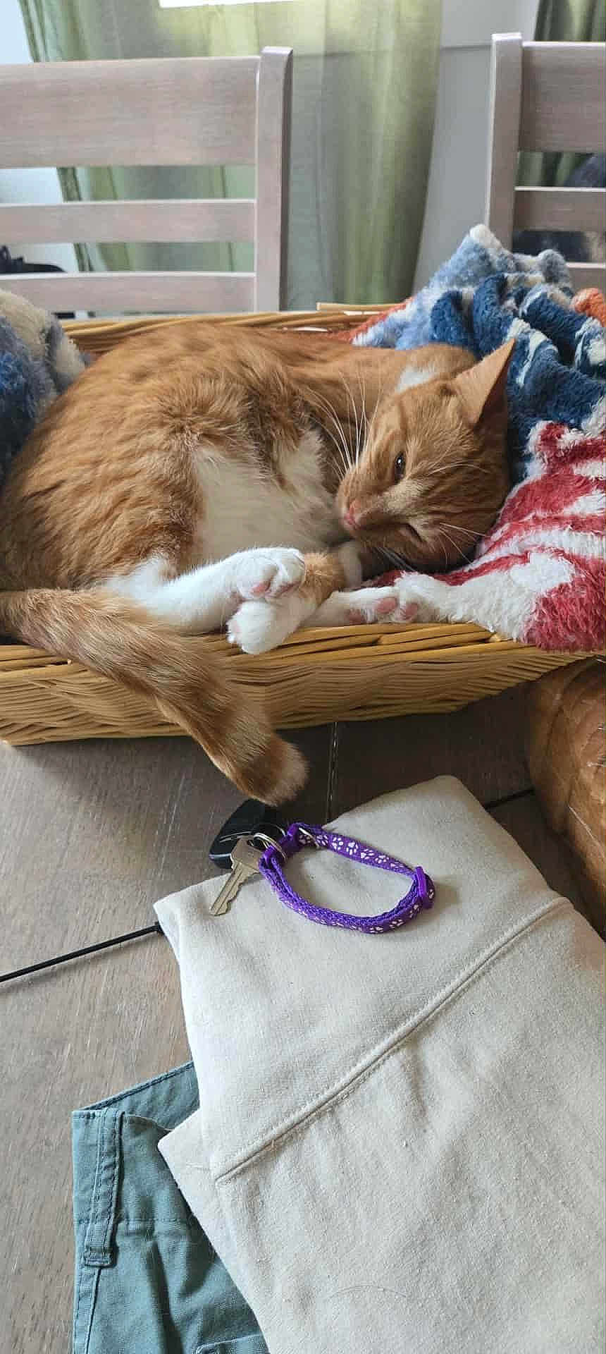 Cheeto joined the competition — help win amazing prizes! cat, orange_cat, basket, blanket, chair, table, keys, keychain, clothing, folded_clothes, indoor, wooden_furniture, relaxed, pet, sleepy, cozy, fur, paw, domestic, home