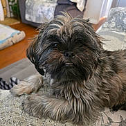 Vinny is registered to the contest to win money with this photo: dog, indoor, pet, fluffy, scruffy, quilt, patterned, fur, canine, resting, cute, animal, living_room, cozy, portrait, laying_down, face, paw, brown, black