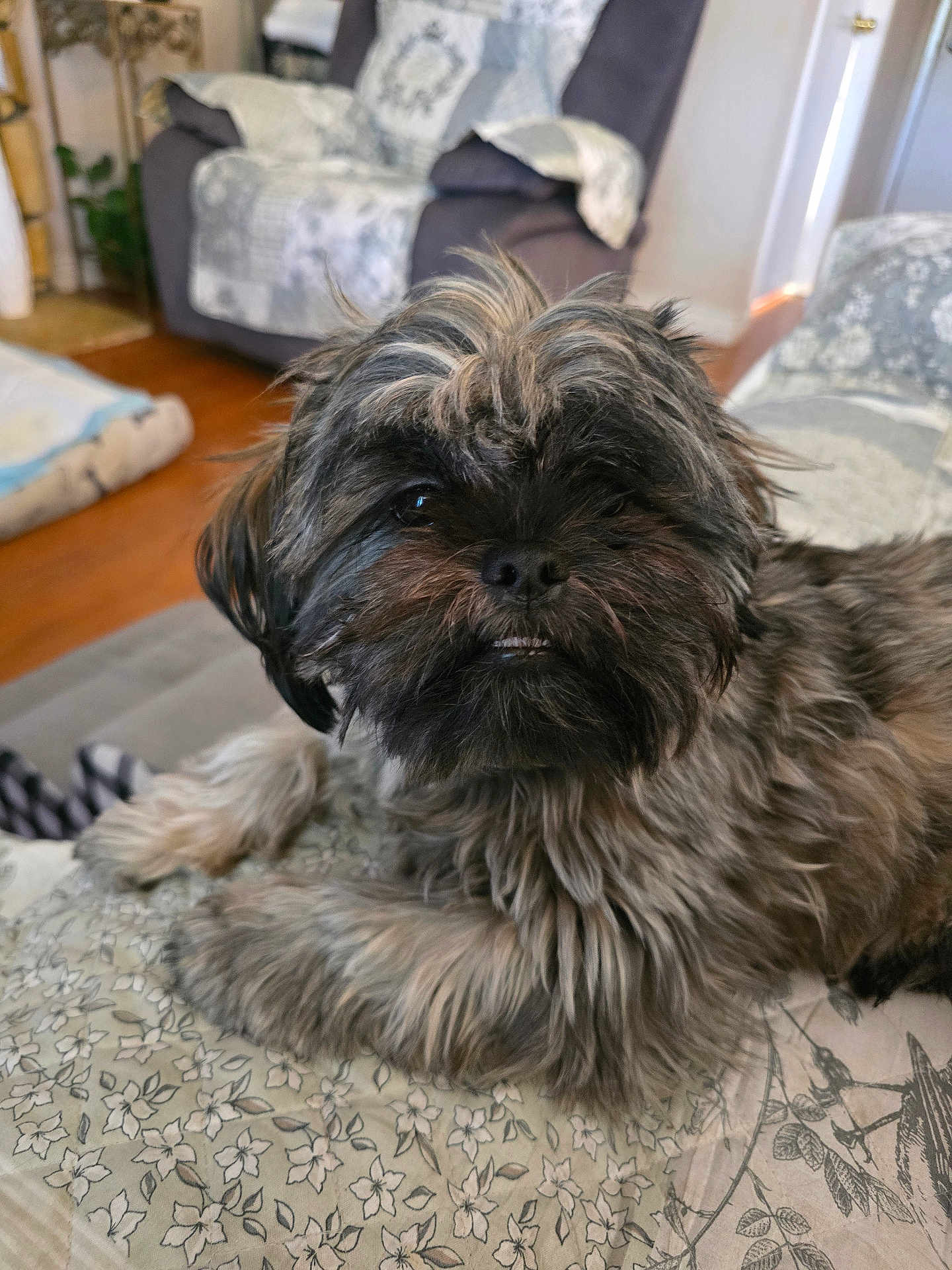 Vinny is registered to the contest to win money with this photo: dog, indoor, pet, fluffy, scruffy, quilt, patterned, fur, canine, resting, cute, animal, living_room, cozy, portrait, laying_down, face, paw, brown, black