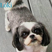 Loki joined the competition — help win amazing prizes! black_and_white, blue_text, close_up, dog, dogs, eyes, face, floor, floppy_ears, indoor, long_hair, lying_down, name_overlay, pet, portrait, puppy, serious_expression, shih_tzu, small_dog, wood_floor