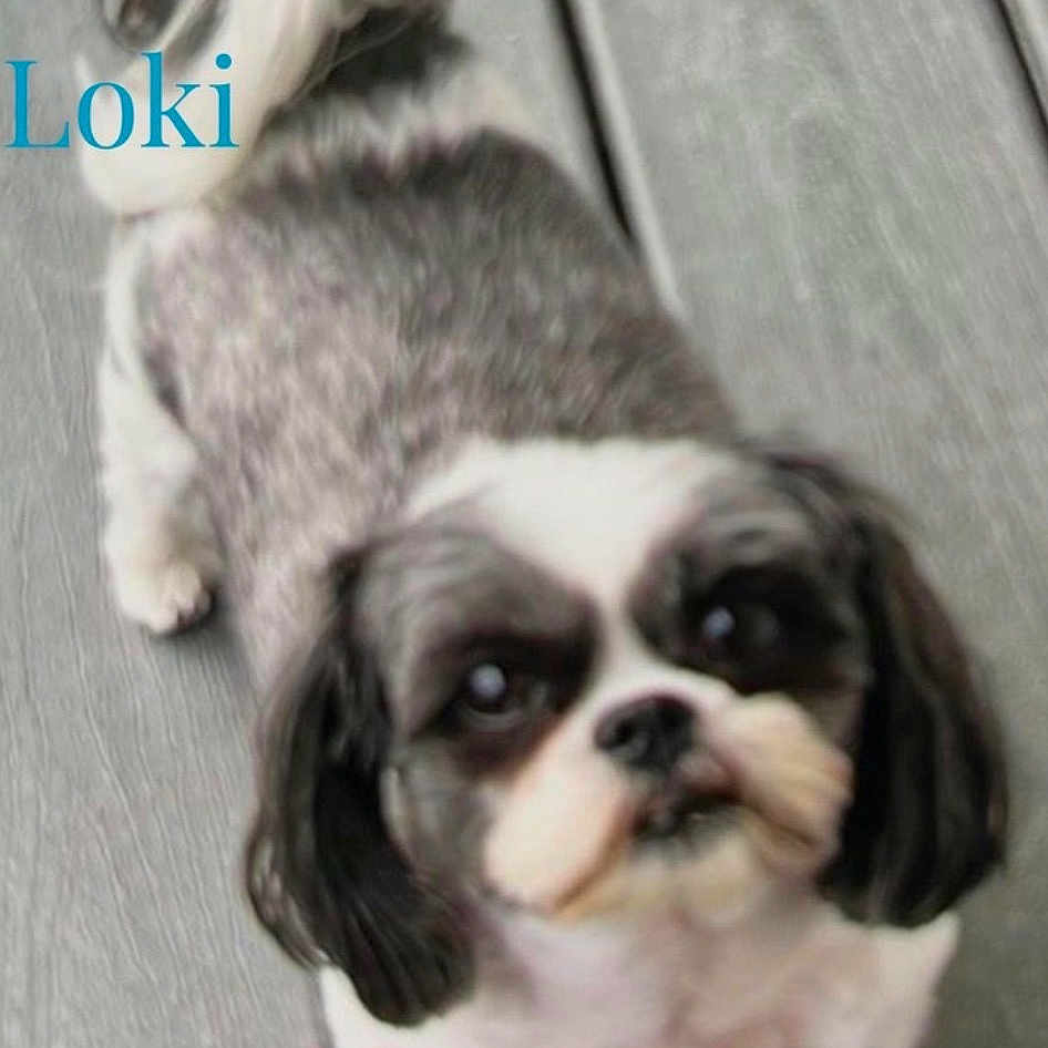 Loki