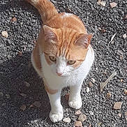 Opium participe au concours pour gagner de l'argent avec cette photo : animal, cat, close_up, curious, ears, eyes, feline, ginger_cat, gravel, orange_and_white, outdoor, paws, pebbles, pet, portrait, short_hair, standing, sunlight, tail, whiskers