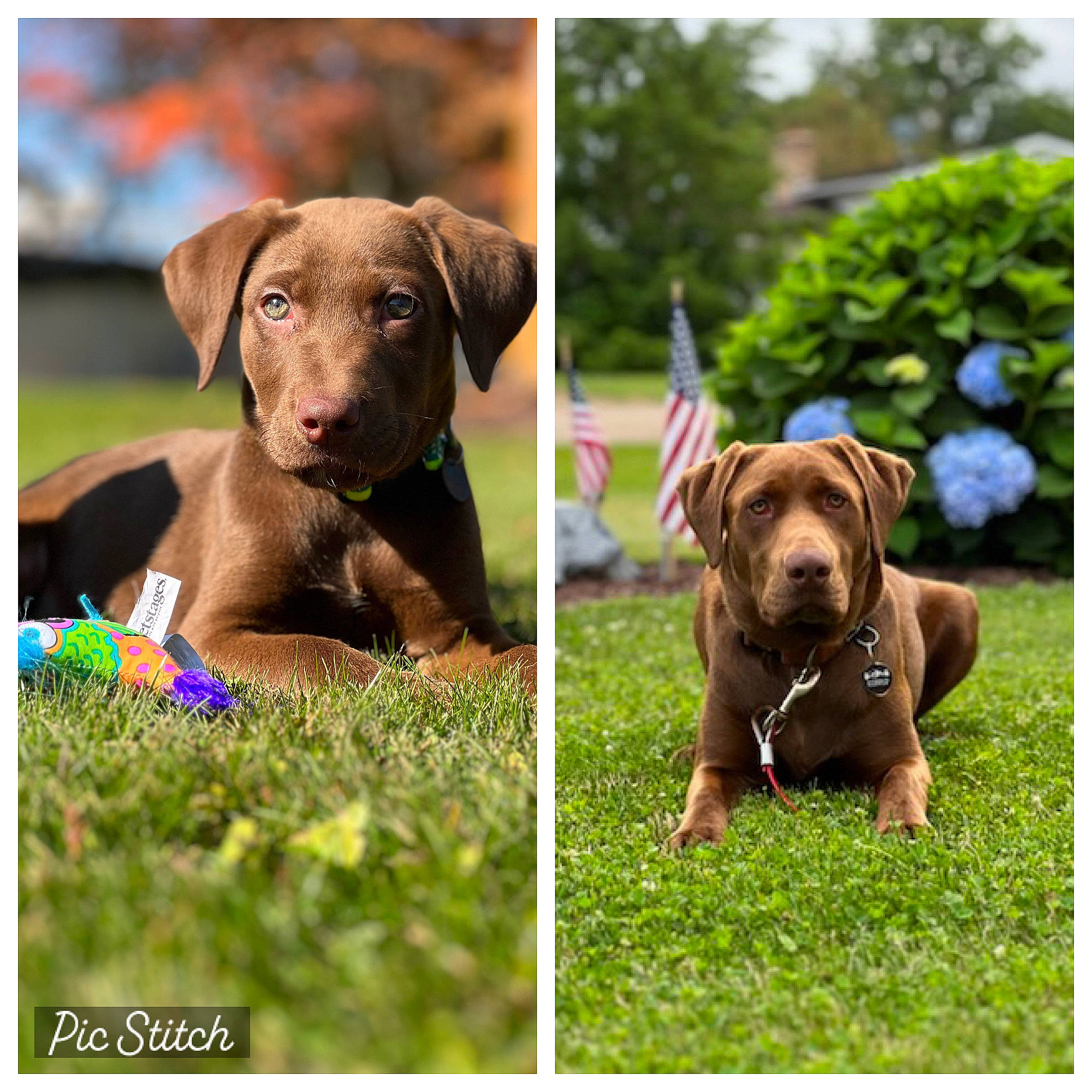 Copper is registered to the contest to win money with this photo: carnivore, circle, collar, companion_dog, dog, dog_breed, dog_collar, fawn, grass, grassland, gun_dog, liver, mammal, pet_supply, plant, snout, sporting_group, terrestrial_animal, toy_dog, working_animal