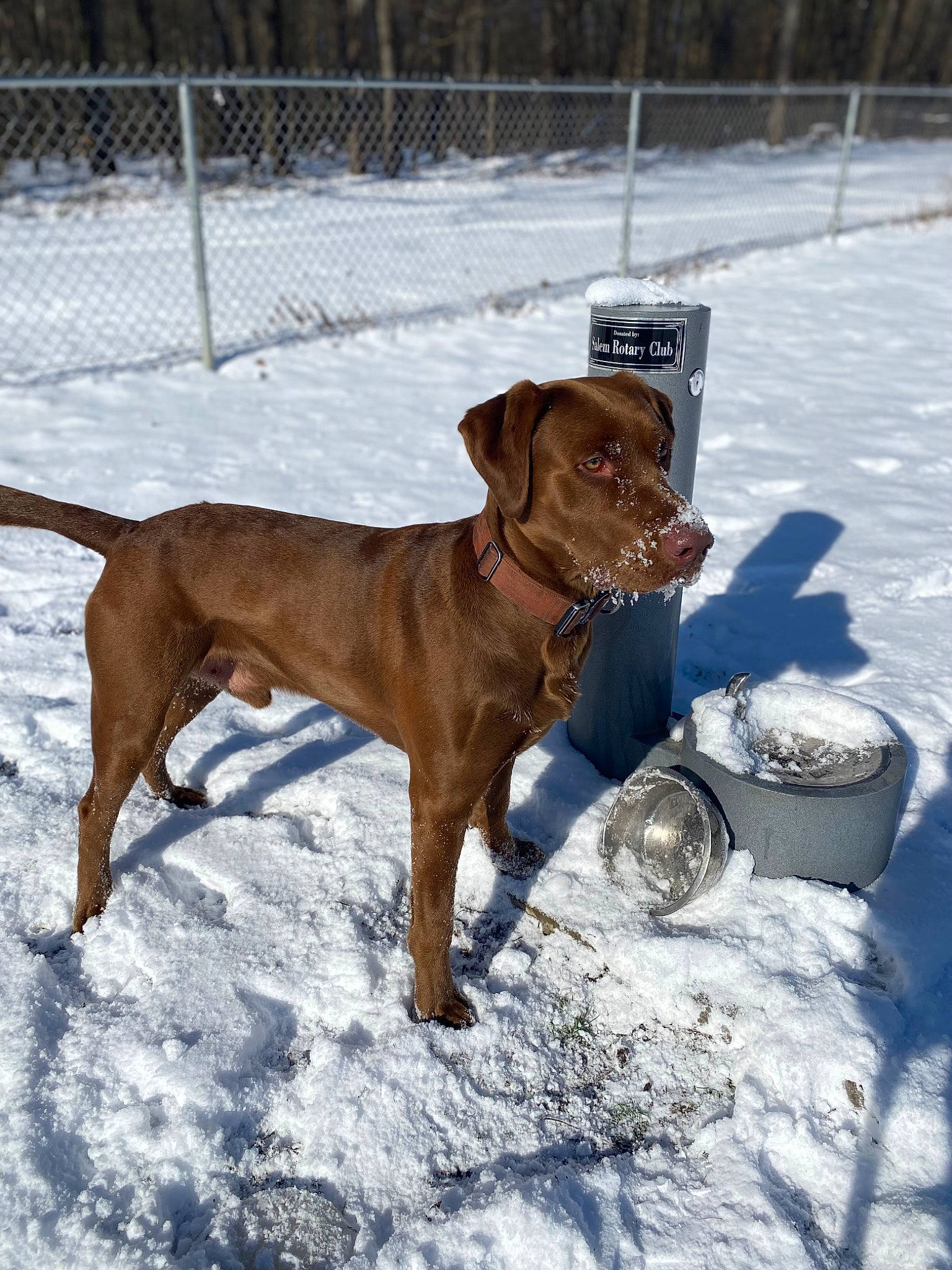 Copper is registered to the contest to win money with this photo: canidae, carnivore, collar, companion_dog, dog, dog_breed, dog_collar, dog_supply, fawn, fence, gun_dog, liver, mesh, pet_supply, snout, snow, sporting_group, tail, winter, working_animal