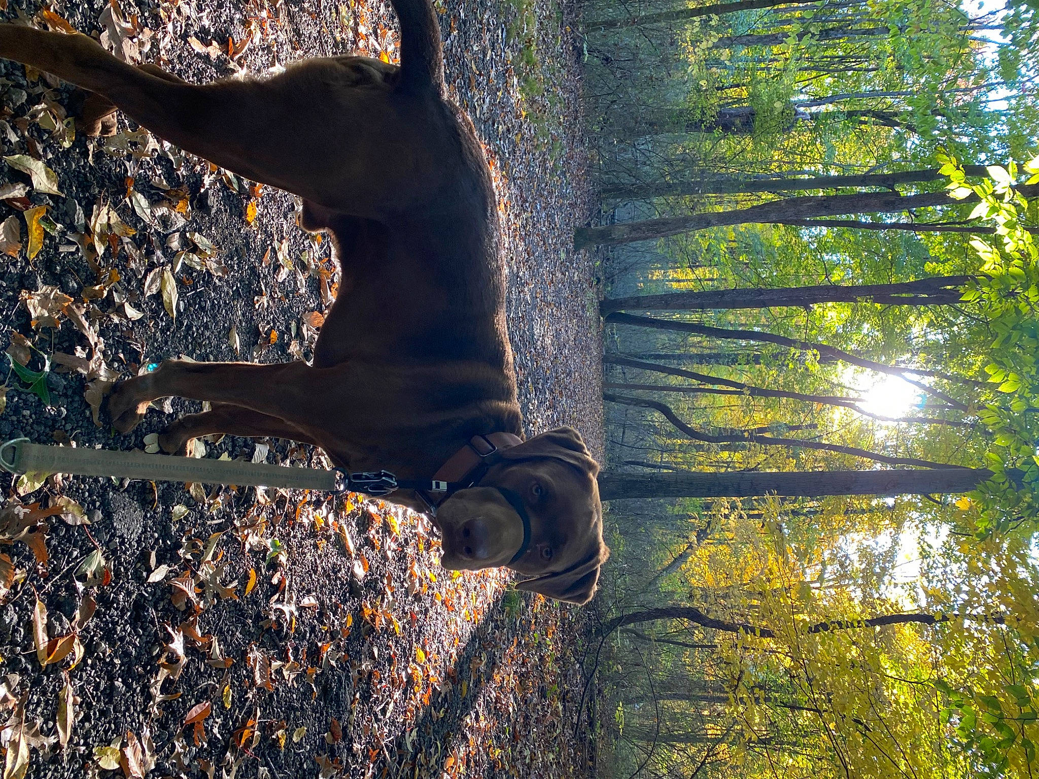 Copper is registered to the contest to win money with this photo: biome, deciduous, fawn, forest, grass, morning, natural_landscape, people_in_nature, plant, shadow, sunlight, tail, terrestrial_plant, tints_and_shades, tree, trunk, twig, wilderness, wood, woodland