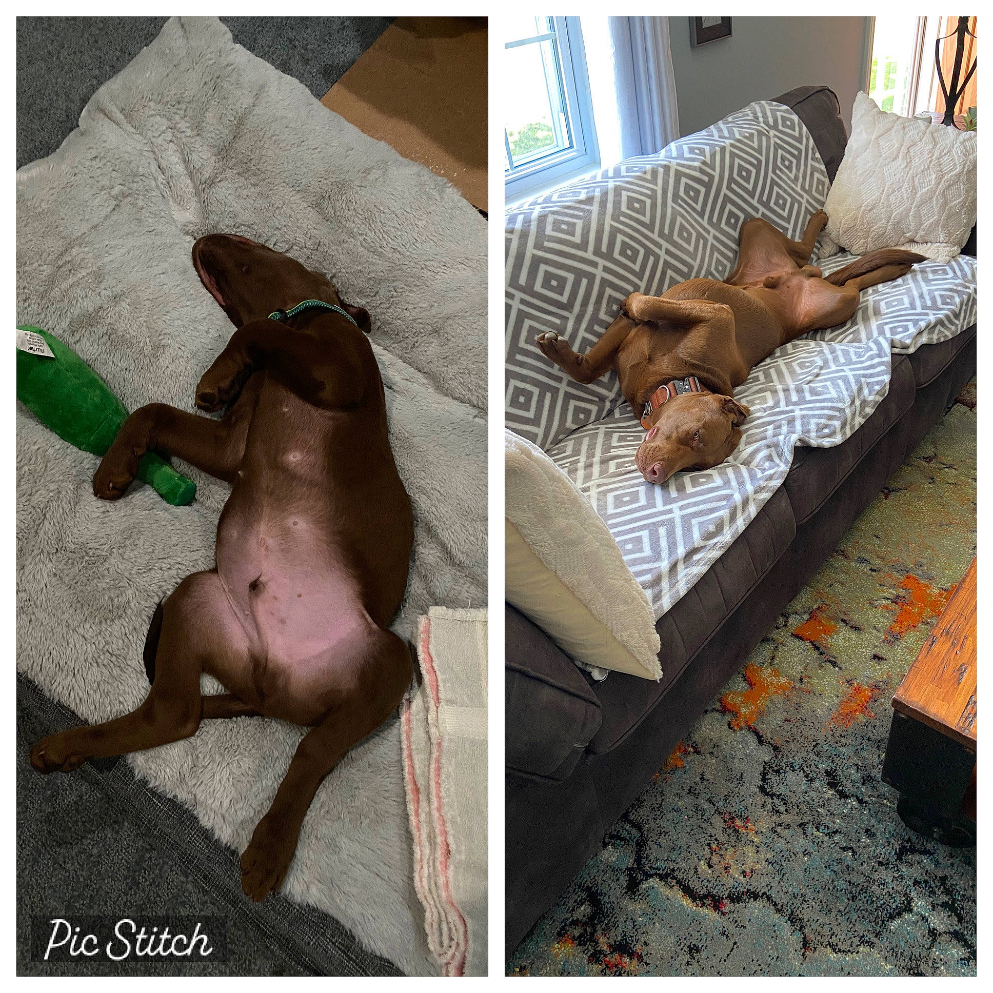 Copper joined the competition — help win amazing prizes! adaptation, canidae, carnivore, comfort, companion_dog, couch, dog, dog_breed, dog_supply, fawn, flooring, linens, liver, pet_supply, rectangle, sporting_group, studio_couch, toy, toy_dog, working_animal