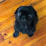 Duncan joined the competition — help win amazing prizes! puppy, dog, black_dog, wooden_floor, pet, animal, indoor, cute, small_dog, looking_up, furry, companion, canine, floorboards, young_dog, domestic_animal, pet_animal, adorable, blurred, indoor_lighting