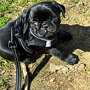 Duncan joined the competition — help win amazing prizes! puppy, dog, black_pug, leash, harness, outdoor, grass, dirt, sunlight, shadow, pet, animal, cute, young, small, looking_up, sitting, nature, daylight, closeup