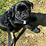 puppy, dog, black_pug, leash, harness, outdoor, grass, dirt, sunlight, shadow, pet, animal, cute, young, small, looking_up, sitting, nature, daylight, closeup