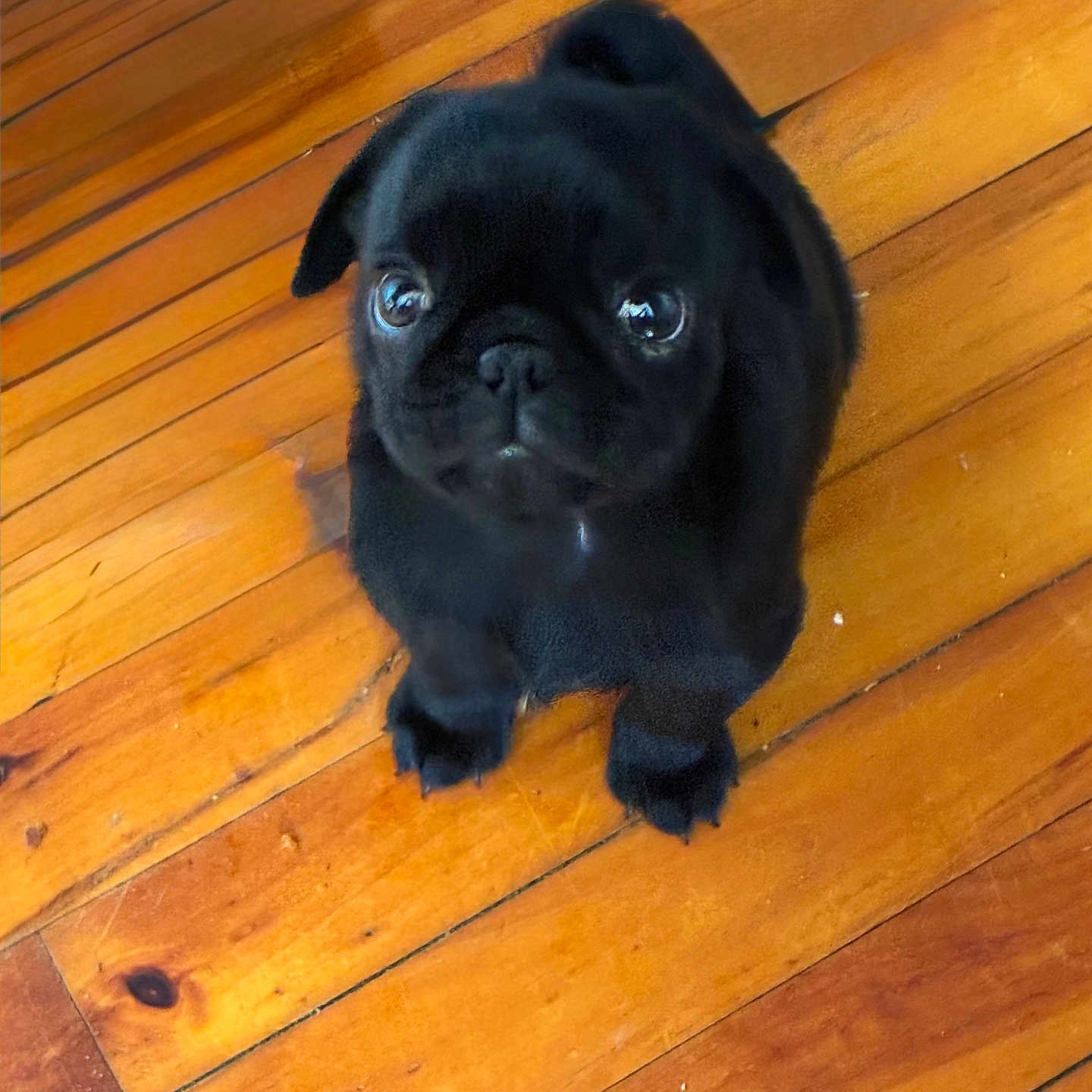 Duncan is registered to the contest to win money with this photo: puppy, dog, black_dog, pug, pet, animal, cute, floor, wooden_floor, indoor, small_dog, looking_up, sitting, young_dog, companion, adorable, domestic_animal, canine, friendly, fur