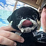 Duncan is registered to the contest to win money with this photo: dog, pug, foam, tongue, pet, animal, hand, person, car, window, sky, clouds, black_fur, cute, playful, mustache, inside, holding, face, expression