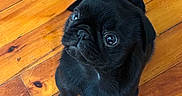 Duncan is registered to the contest to win money with this photo: puppy, dog, black_fur, cute, pet, indoor, wooden_floor, small, looking_up, adorable, animal, young, domestic_animal, face, fur, flooring, companion, friendly, cute_pet, sitting
