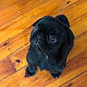 puppy, dog, black_fur, cute, pet, indoor, wooden_floor, small, looking_up, adorable, animal, young, domestic_animal, face, fur, flooring, companion, friendly, cute_pet, sitting