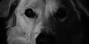 Uria participe au concours pour gagner de l'argent avec cette photo : dog, animal, portrait, black_and_white, close_up, fur, canine, pet, face, eyes, whiskers, muzzle, dark_background, moody, studio, soft_lighting, expression, headshot, cute, fluffy