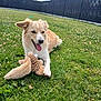 Uria participe au concours pour gagner de l'argent avec cette photo : dog, grass, toy, outdoor, pet, animal, playful, happy, sunny, fence, nature, greenery, daytime, canine, relaxing, fluffy, tongue_out, summer, park, field