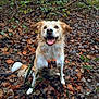 Uria participe au concours pour gagner de l'argent avec cette photo : dog, animal, pet, outdoors, forest, leaves, autumn, happy, smiling, canine, nature, wet, harness, brown, white, sitting, trees, plants, ground, playful