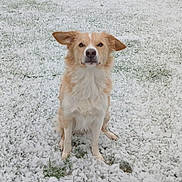 Uria participe au concours pour gagner de l'argent avec cette photo : dog, snow, outdoor, grass, fence, pet, animal, winter, snowfall, canine, sitting, fur, ears, nature, backyard, cold, daytime, quiet, watchful, cute