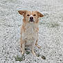 dog, snow, outdoor, grass, fence, pet, animal, winter, snowfall, canine, sitting, fur, ears, nature, backyard, cold, daytime, quiet, watchful, cute
