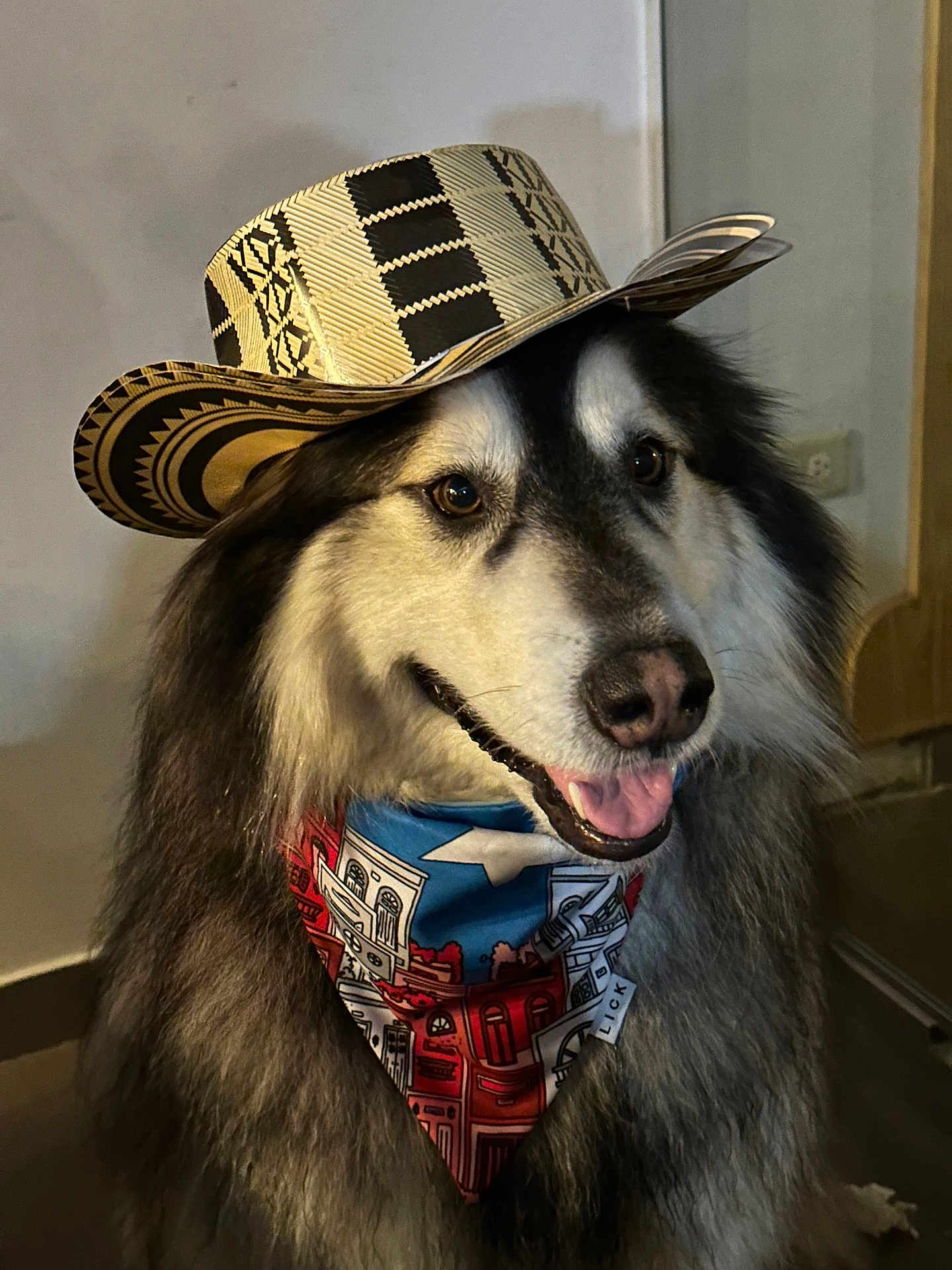 Hachi joined the competition — help win amazing prizes! dog, hat, bandana, indoor, pet, animal, portrait, happy, smiling, fur, canine, closeup, accessory, costume, cute, friendly, domestic_animal, muzzle, tongue, ears