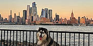 Hachi joined the competition — help win amazing prizes! dog, alaskan_malamute, waterfront, city_skyline, sunset, fence, pavement, rocks, river, urban, outdoor, happy, tongue_out, pet, canine, fluffy, sitting, scenic, sky, nature