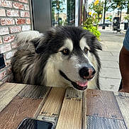 Hachi joined the competition — help win amazing prizes! dog, animal, fluffy, happy, outdoor, table, wooden_table, smartphone, brick_wall, urban, sidewalk, street, window, reflection, greenery, daylight, pet, canine, closeup, person_arm