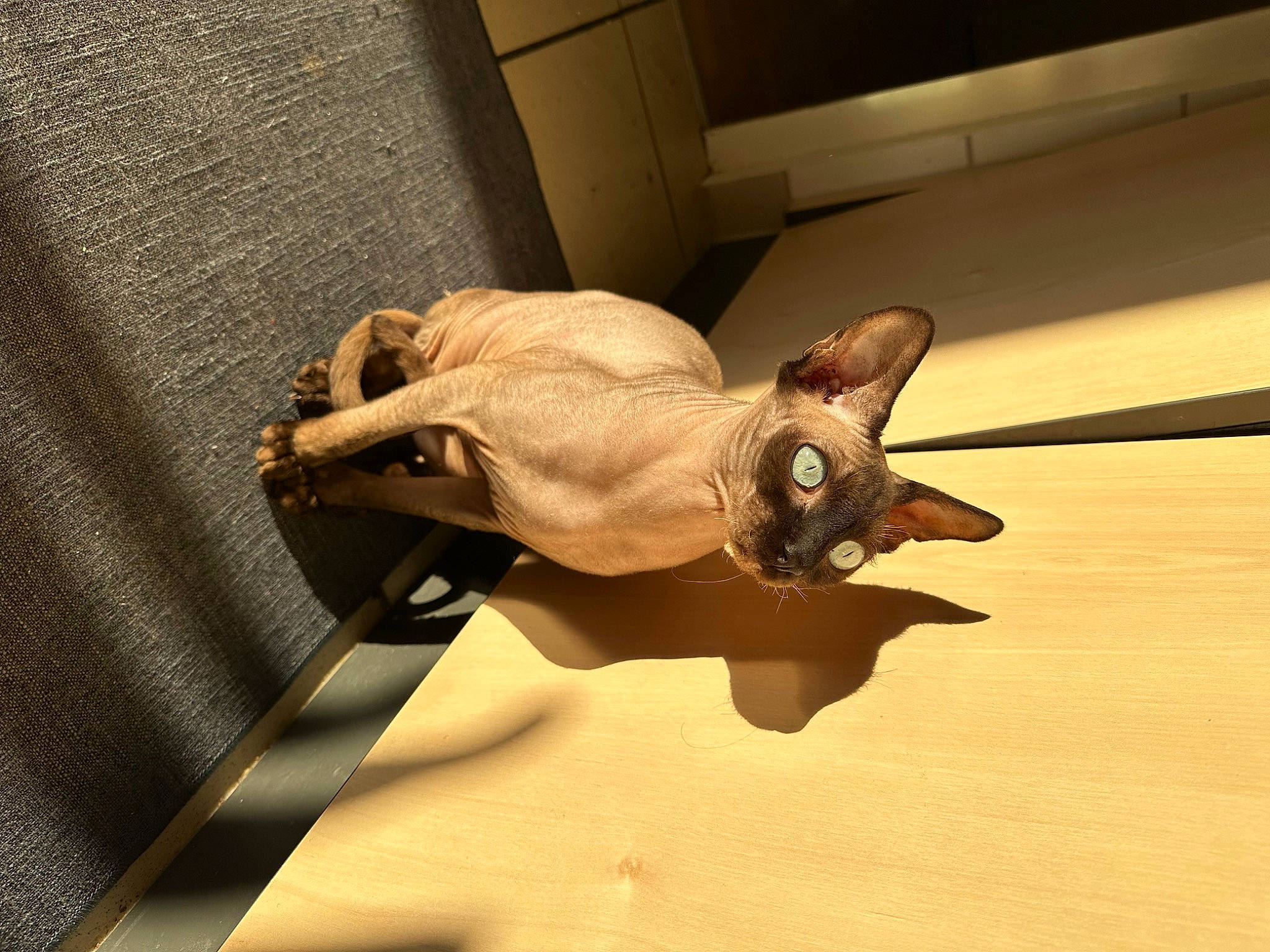 Titi participe au concours pour gagner de l'argent avec cette photo : art, bat, bronze, canidae, carnivore, cat, fawn, felidae, flooring, hardwood, metal, paper, paper_product, shadow, small_to_medium_sized_cats, snout, tail, whiskers, wood, working_animal